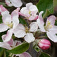 Wolf River Heirloom Biggest Apple Tree Flowers
