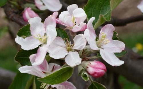 Wolf River Heirloom Biggest Apple Tree Flowers