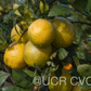 New Zealand Lemonade Hybrid Lemon Budwood citrus plant material online shopping
