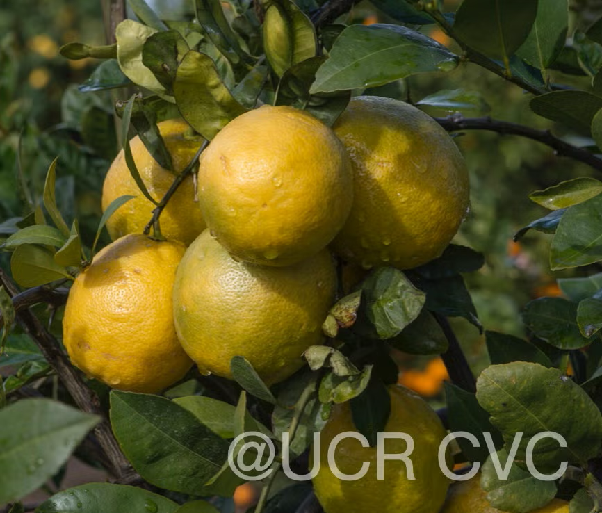 New Zealand Lemonade Hybrid Lemon Budwood citrus plant material online shopping