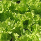 Simpson Elite Lettuce Seeds online shopping