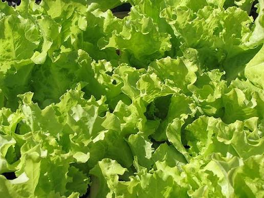 Simpson Elite Lettuce Seeds online shopping