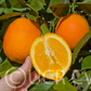 Fukumoto Navel Orange Budwood citrus plant material online shopping