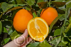 Fukumoto Navel Orange Budwood citrus plant material online shopping
