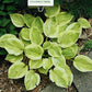 Heavenly Tiara Hosta Plants online shopping