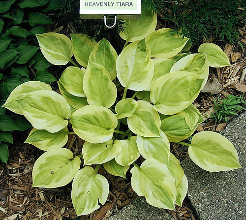 Heavenly Tiara Hosta Plants online shopping