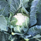 Adona F1 Organic Cauliflower