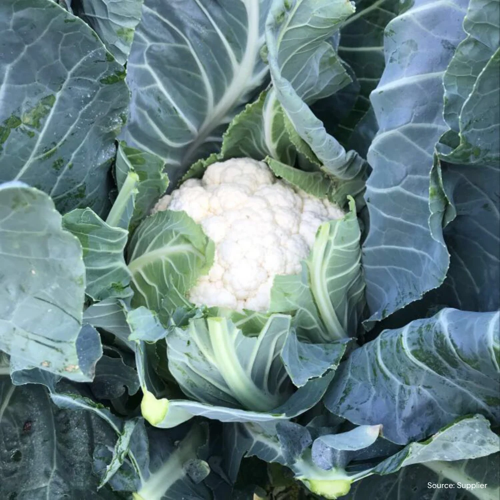 Adona F1 Organic Cauliflower