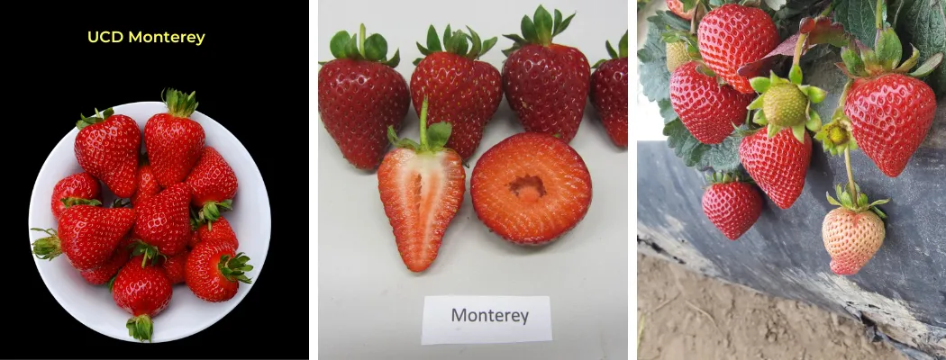 day neutral strawberry seeds Monterey Day Neutral Strawberry – EVERGREEN
