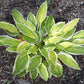 Lemon Candy Hosta Plants online shopping