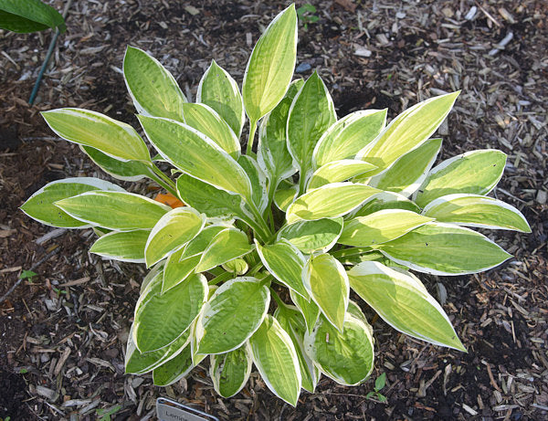 Lemon Candy Hosta Plants online shopping