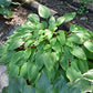 Suzanne Mahler Hosta Plants online shopping