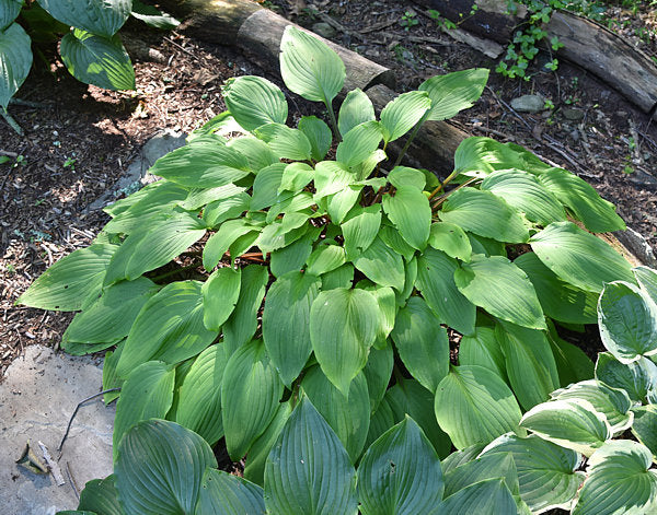 Suzanne Mahler Hosta Plants online shopping