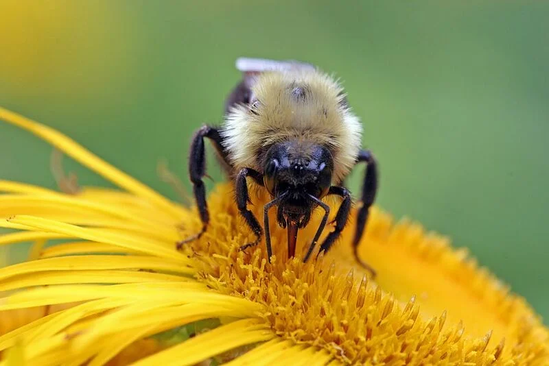 Natupol Smart Bumblebee Polytunnel Natural Pollinator