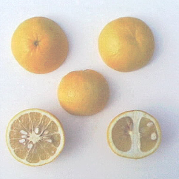 African Shaddock x Rubidoux Trifoliate Trifoliate Hybrid Budwood citrus plant material online shopping