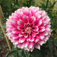 Fuzzy Wuzzy Dahlia