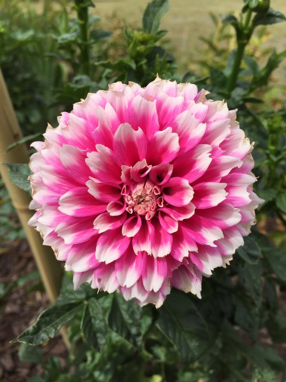Fuzzy Wuzzy Dahlia
