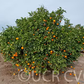 Spring Navel Orange Budwood citrus plant material online shopping