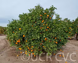 Spring Navel Orange Budwood citrus plant material online shopping
