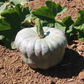 Queensland Blue Pumpkin