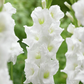 Essential Gladiolus Corms