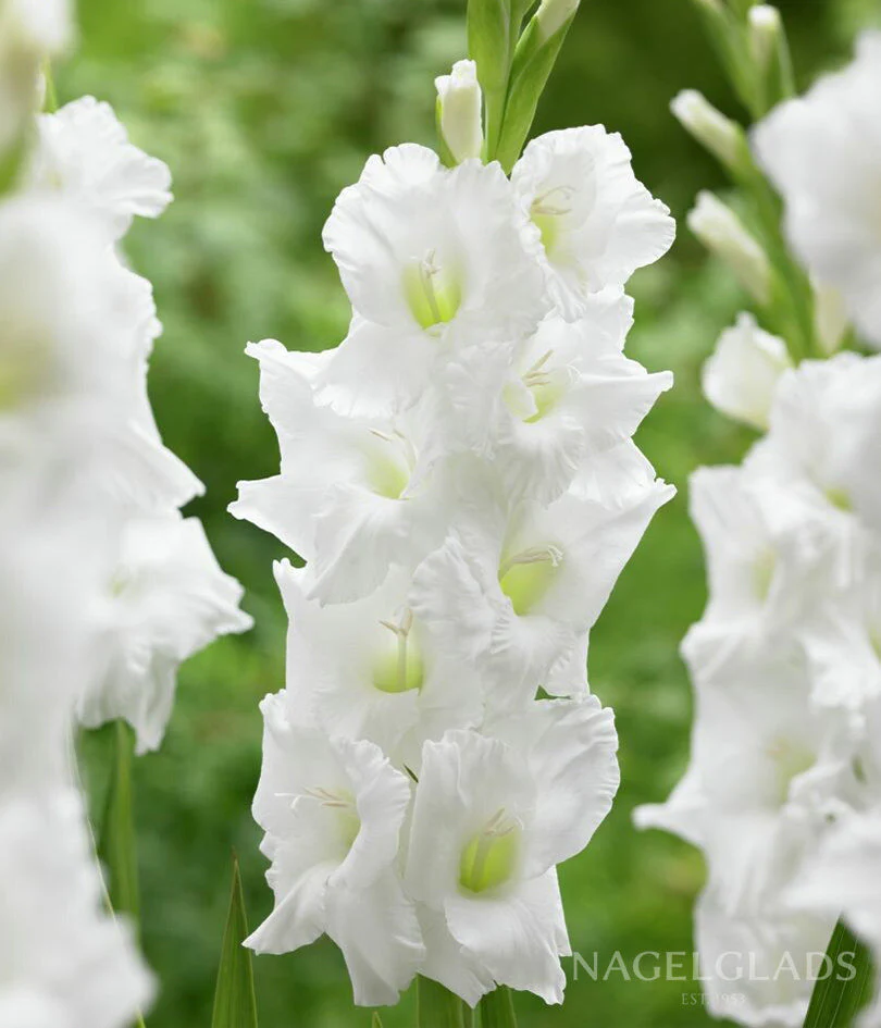 Essential Gladiolus Corms