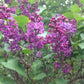 Ludwig Spath Lilac lilac plant online shopping