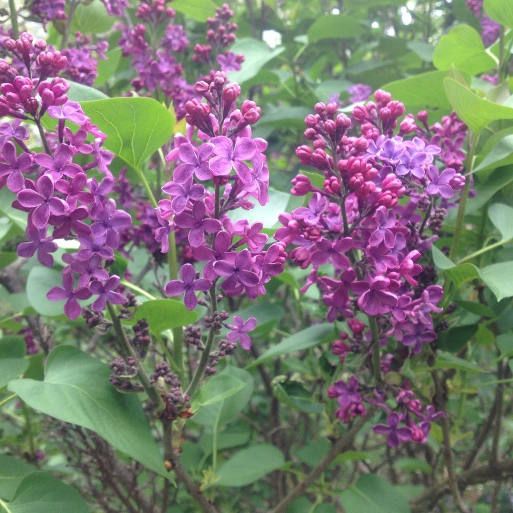 Ludwig Spath Lilac lilac plant online shopping