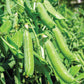 Bolero Shelling Pea