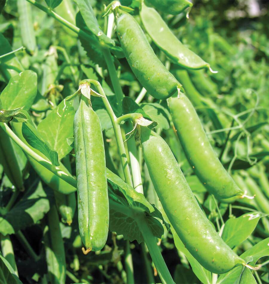 Bolero Shelling Pea