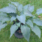 Number Nine Hosta Plants online shopping