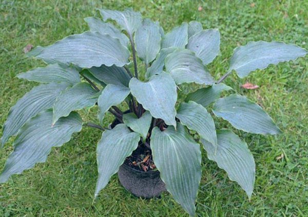 Number Nine Hosta Plants online shopping