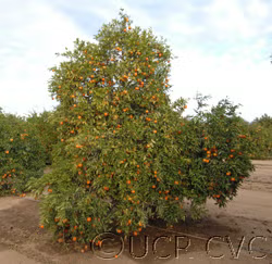 Monreal Clementine Budwood citrus plant material online shopping