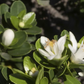 Chinotto Sour Orange Hybrid Budwood citrus plant material online shopping