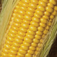 Golden Jubilee F1 Corn
