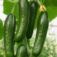 Manny F1 Cucumber