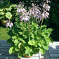 Limey Lisa Hosta Plants online shopping