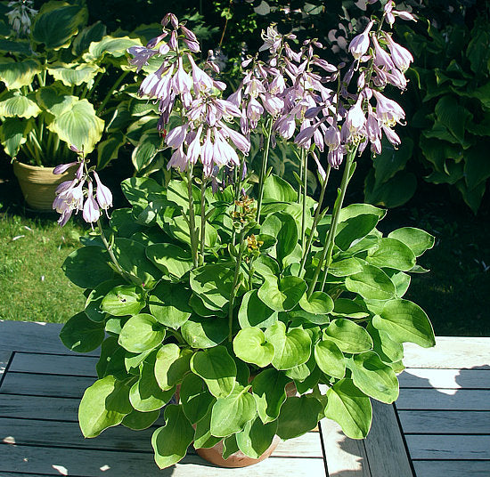 Limey Lisa Hosta Plants online shopping