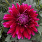 Dark Magic Dahlia