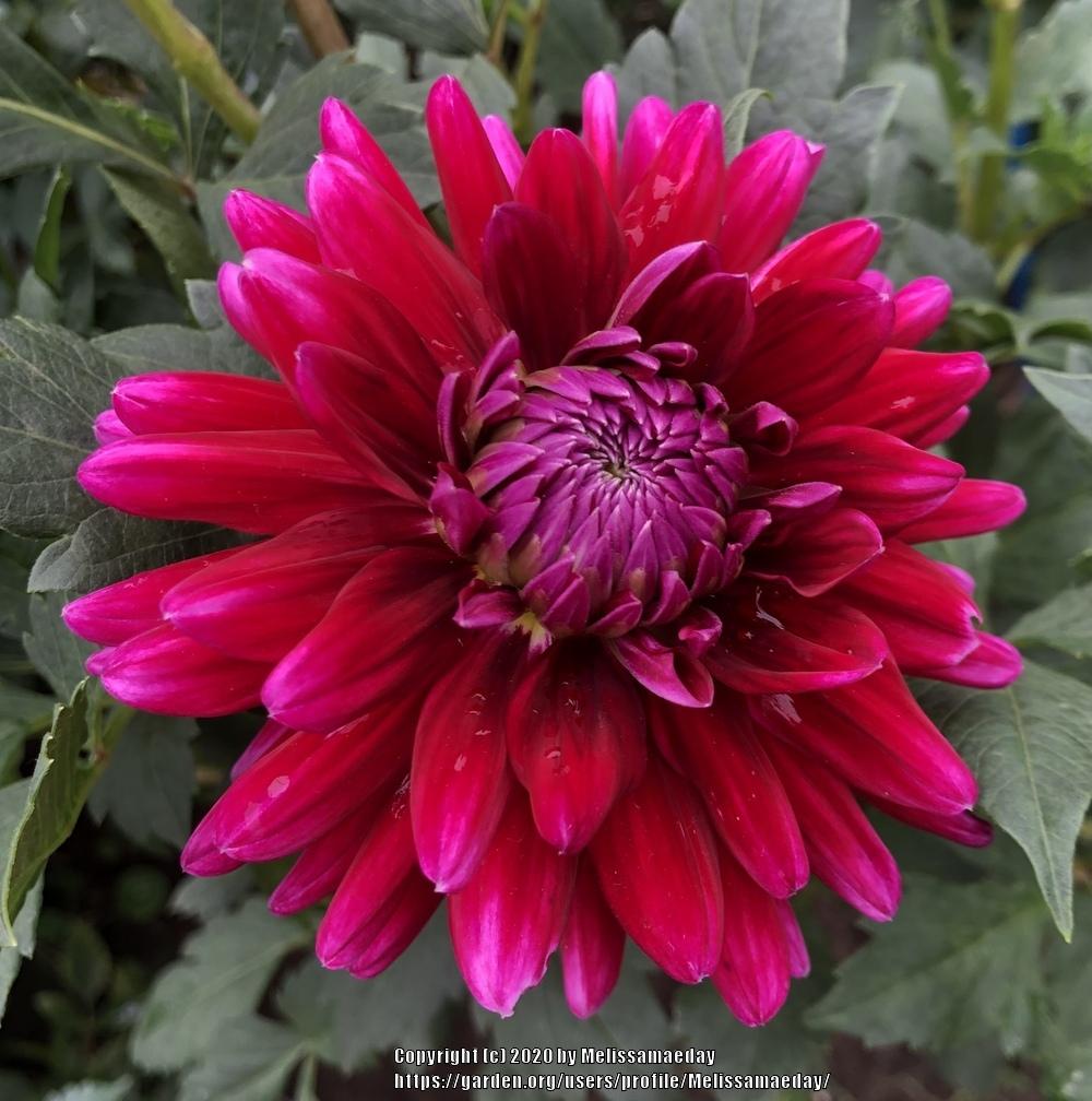 Dark Magic Dahlia