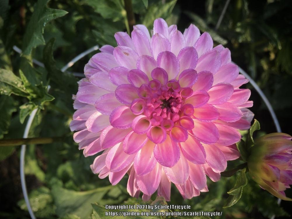 Precious Dahlia
