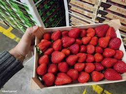 Florida Fortuna™ Short Day Strawberry