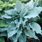 Titanium Hosta Plants online shopping