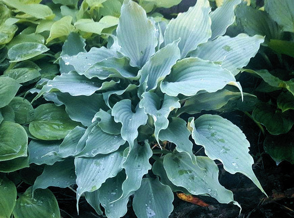 Titanium Hosta Plants online shopping