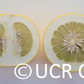 Kao Pan Pummelo Budwood citrus plant material online shopping
