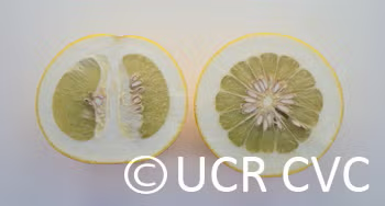 Kao Pan Pummelo Budwood citrus plant material online shopping