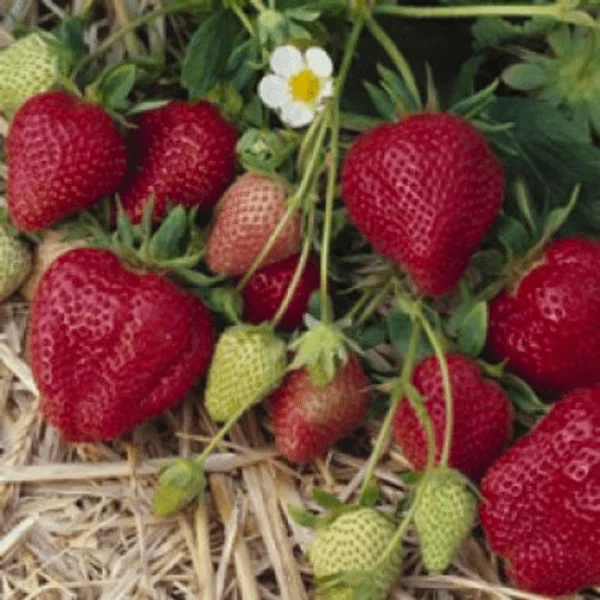 Darselect Mid Season Strawberry
