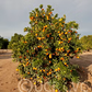 Cogan Navel Orange Budwood citrus plant material online shopping