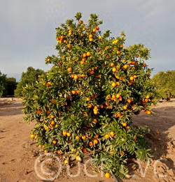 Cogan Navel Orange Budwood citrus plant material online shopping