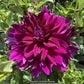 Einstein Dahlia Plants online shopping